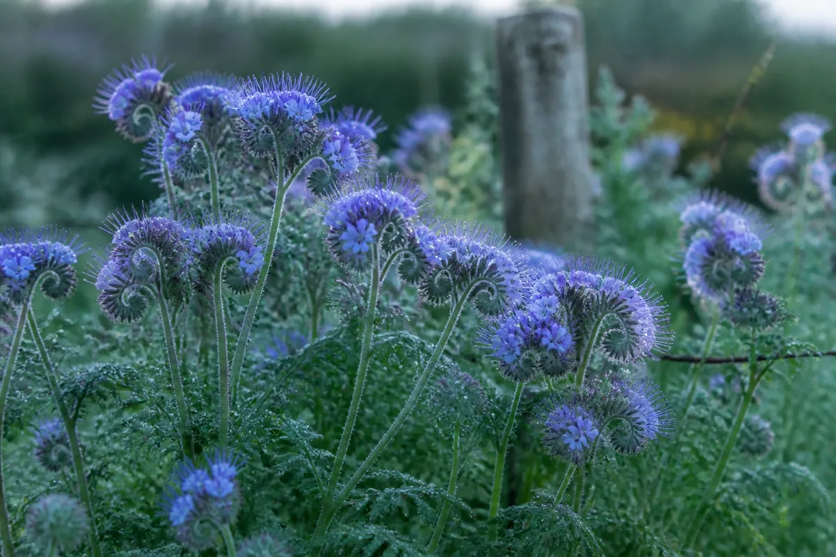 Planche de potager couverte d’un semis dense de phacélie en fleur au petit matin