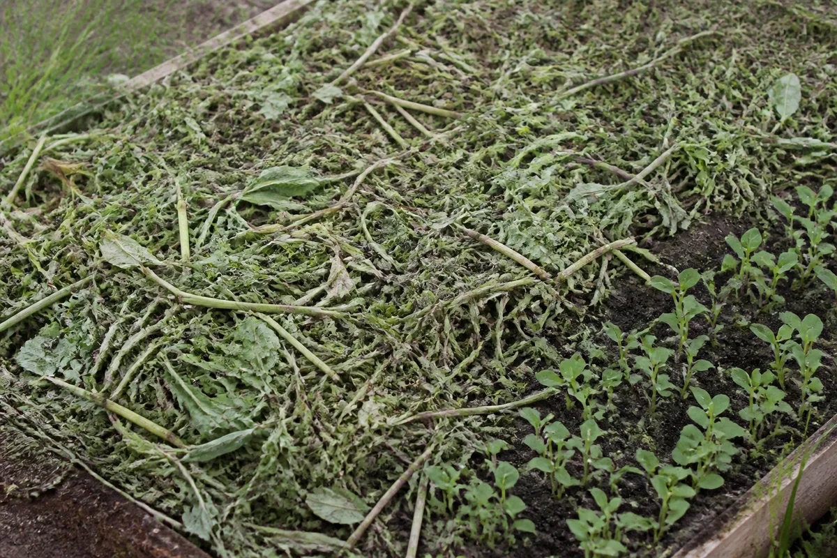 Résidus de couvert végétal fauchés et étalés en paillage sur une planche de potager au printemps